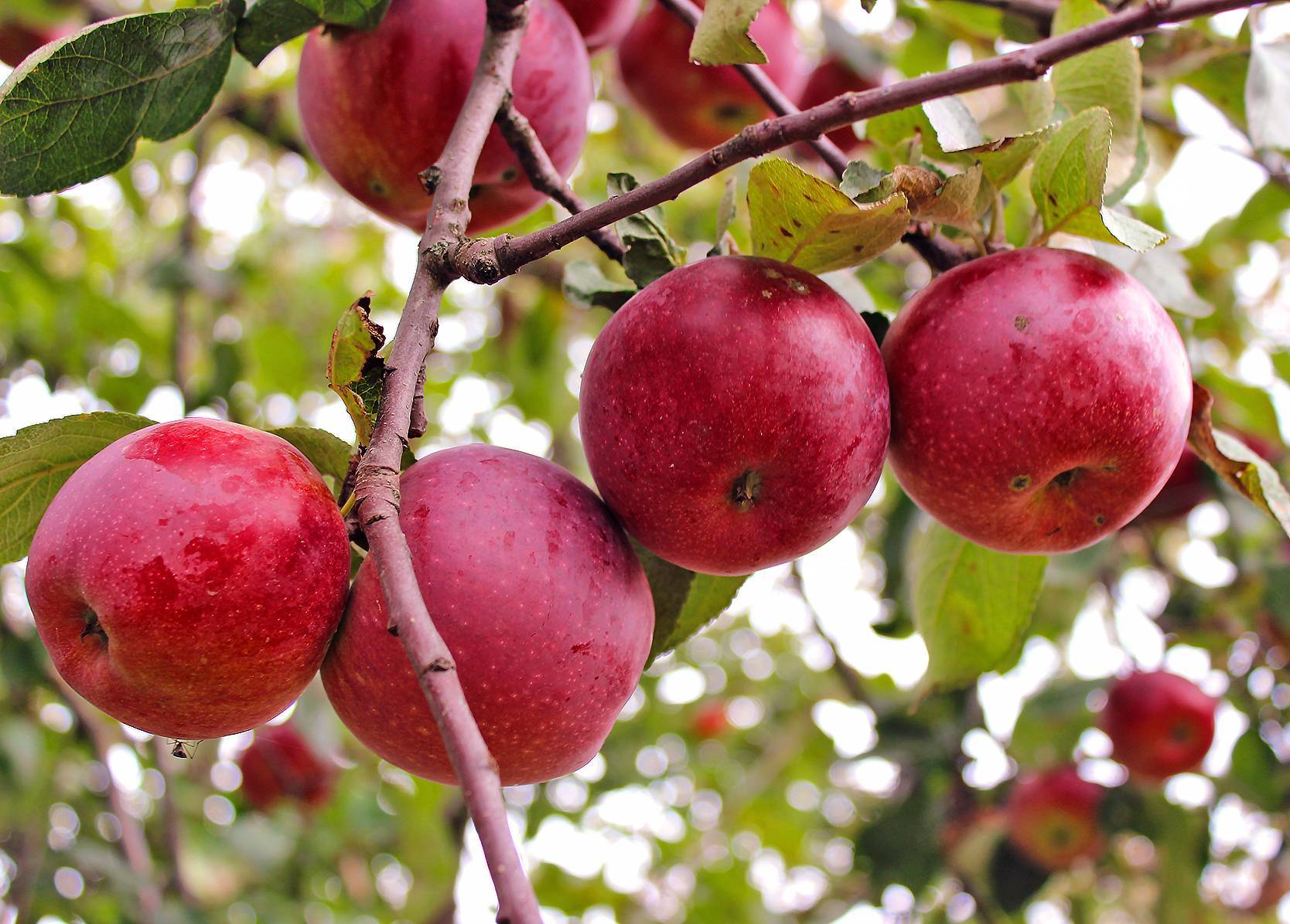 Яблоки джонатан: описание и характеристики сорта, выращивание и ухода с фото