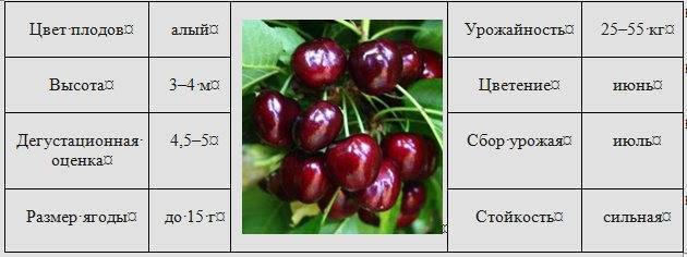 Черешня ипуть – описание сорта, фото, отзывы, морозостойкость