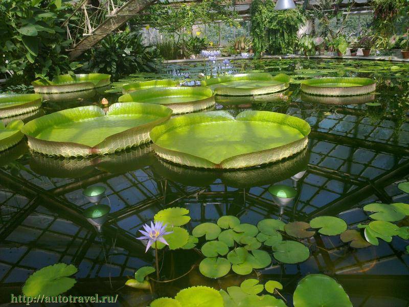 Ботанический сад тверского государственного университета - botanical garden of tver state university - abcdef.wiki