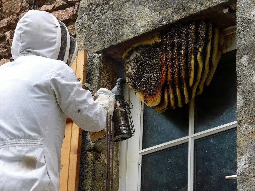 Как избавиться от пчел соседа, как отравить и отпугнуть, чего боятся