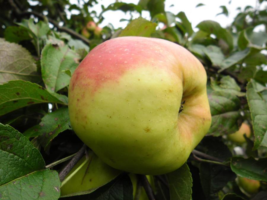 Лучшие зимние сорта яблок и их описание