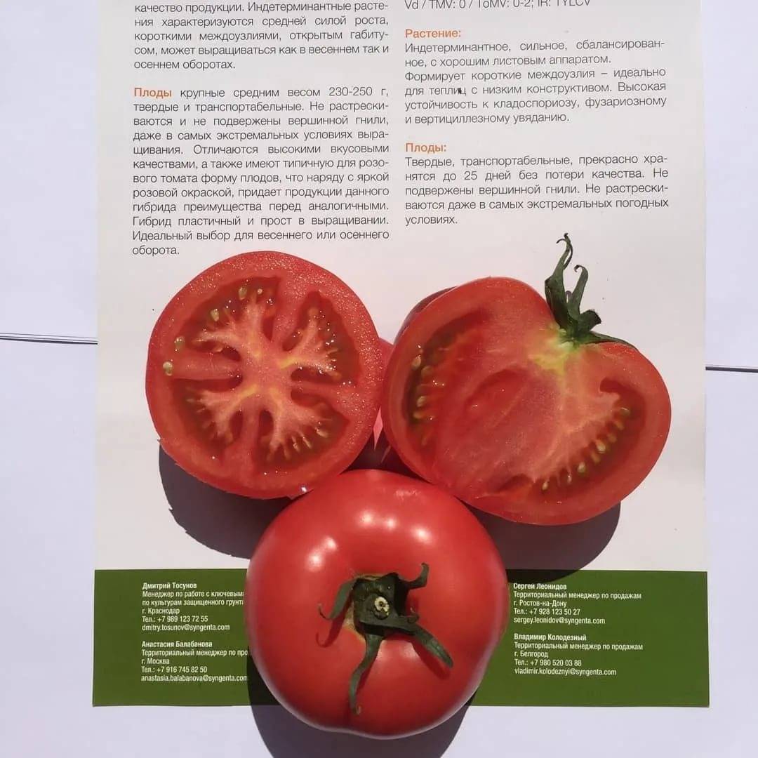 Лучшие новые сорта и гибриды томатов для теплицы и открытого грунта. список названий с фото — ботаничка.ru