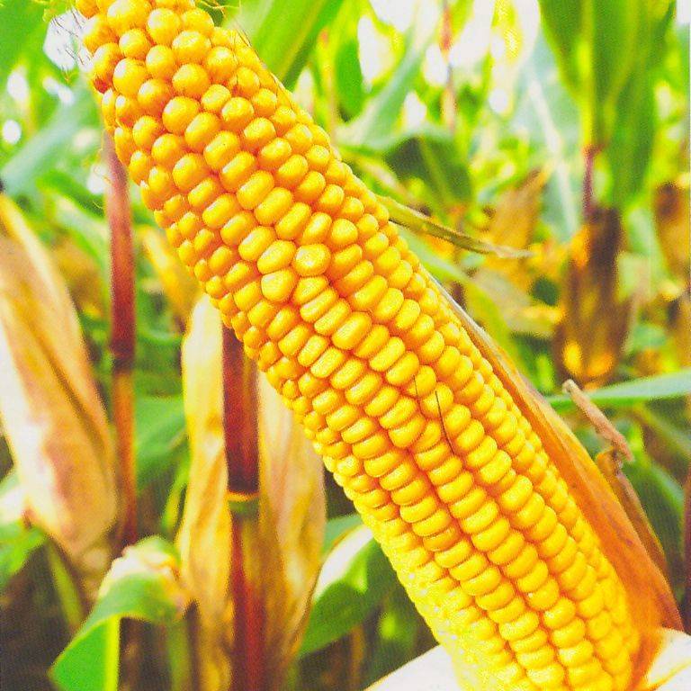 Сорта кукурузы: какие бывают, виды семян, характеристика и описание разновидностей, их фото и отзывы фермеров