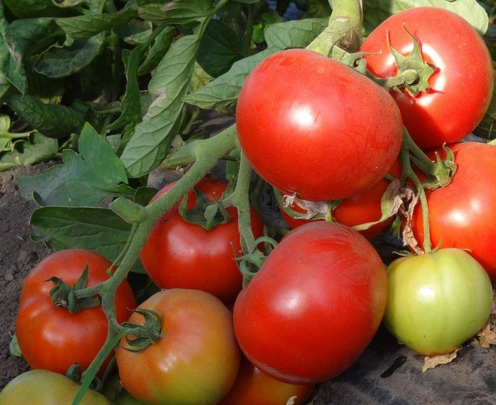 Лучшие сорта томатов для засолки и консервирования - 25 сортов с фото и отзывами дачников