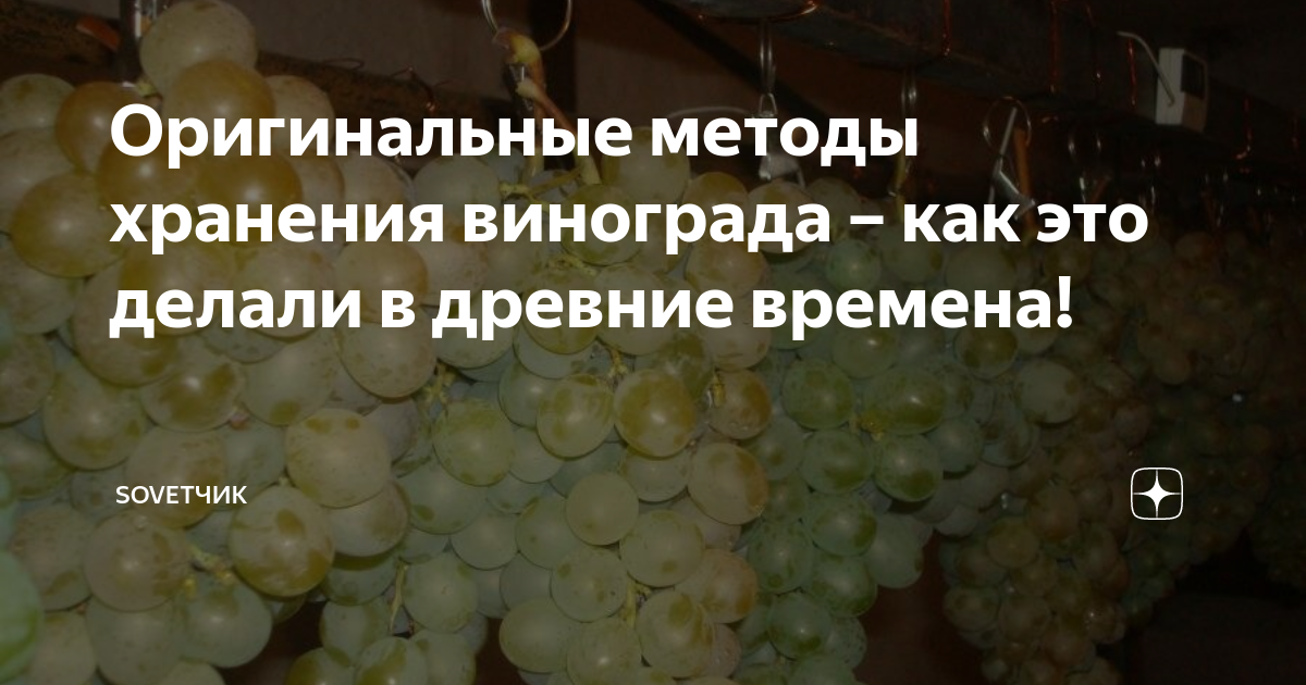 ᐉ как сохранить саженцы винограда в зимнее время: что нужно знать - roza-zanoza.ru