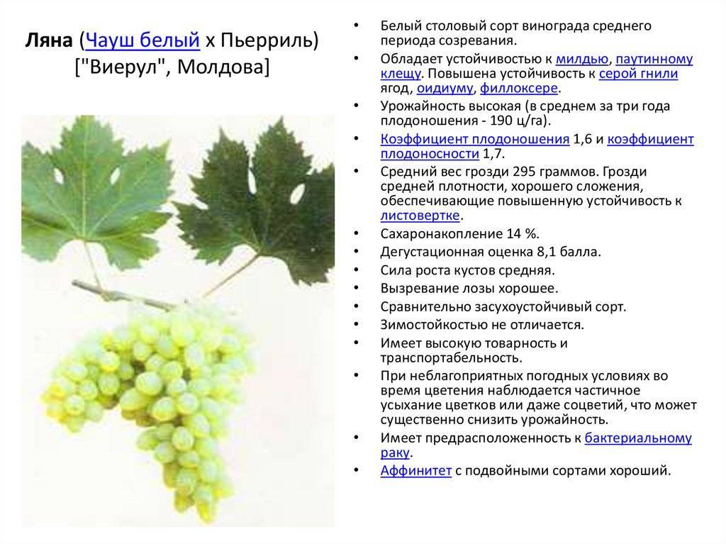 Описание и характеристики сорта винограда Альфа, тонкости выращивания