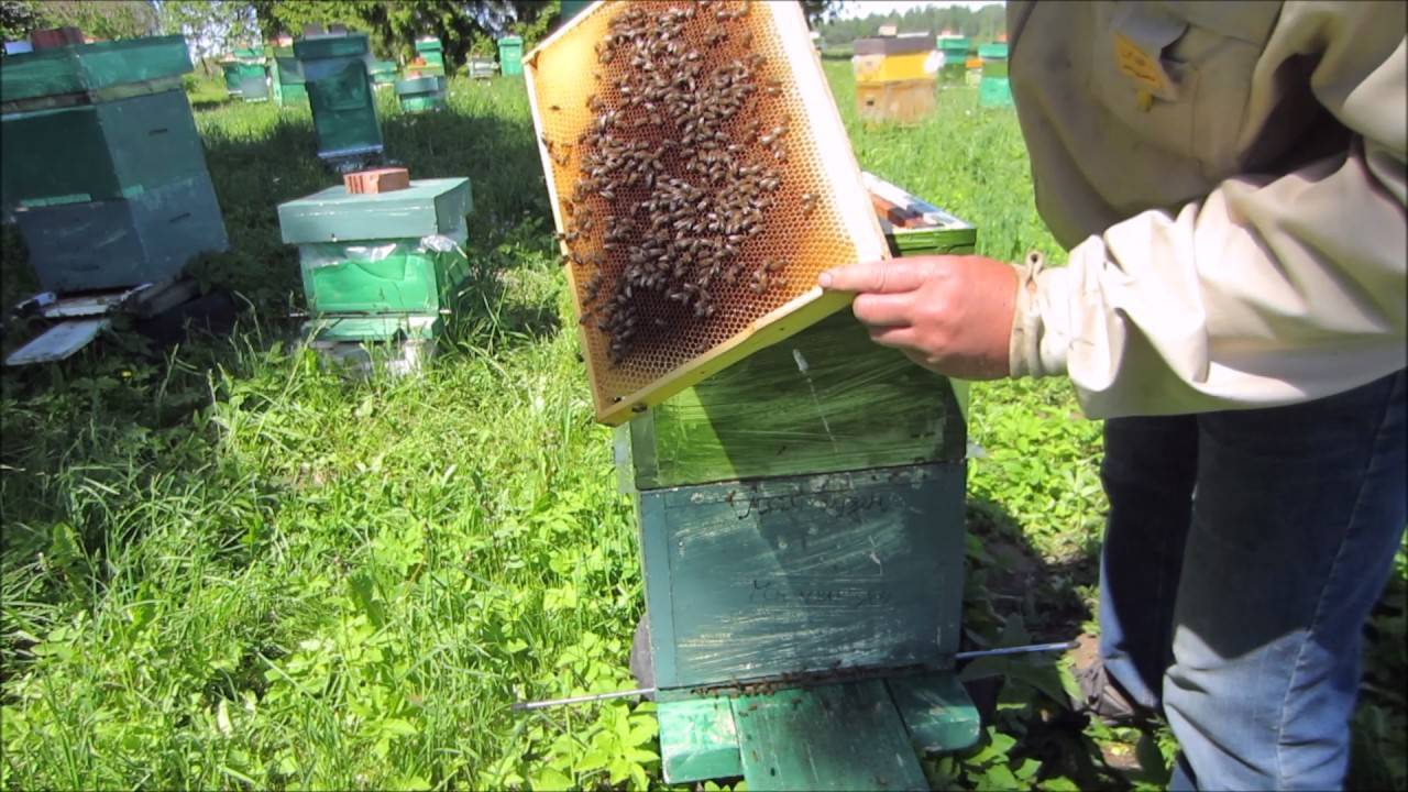 Пчеловодство: методы пчеловождения