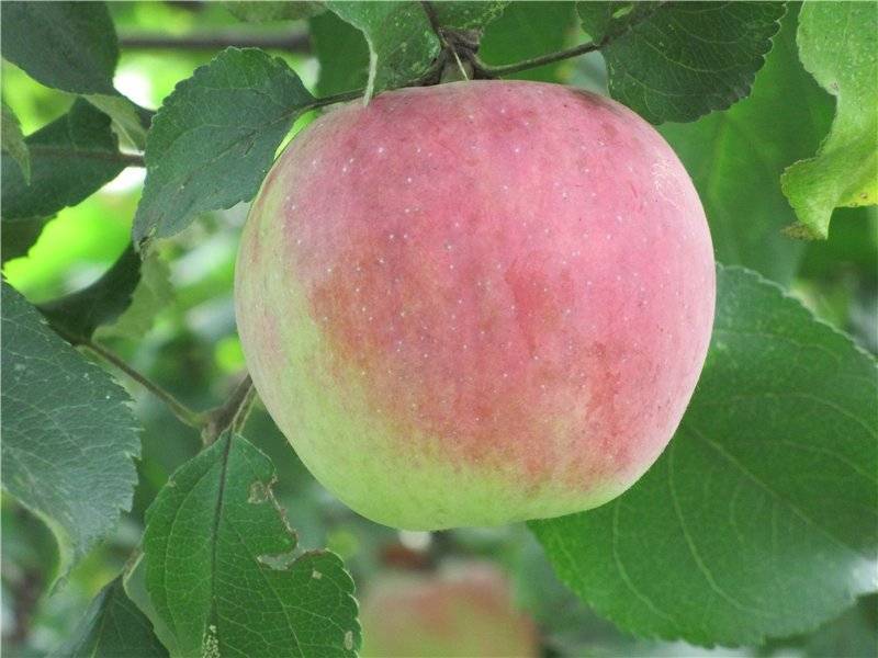 Яблоня успенское: особенности сорта и ухода - сорта яблонь: полный каталог