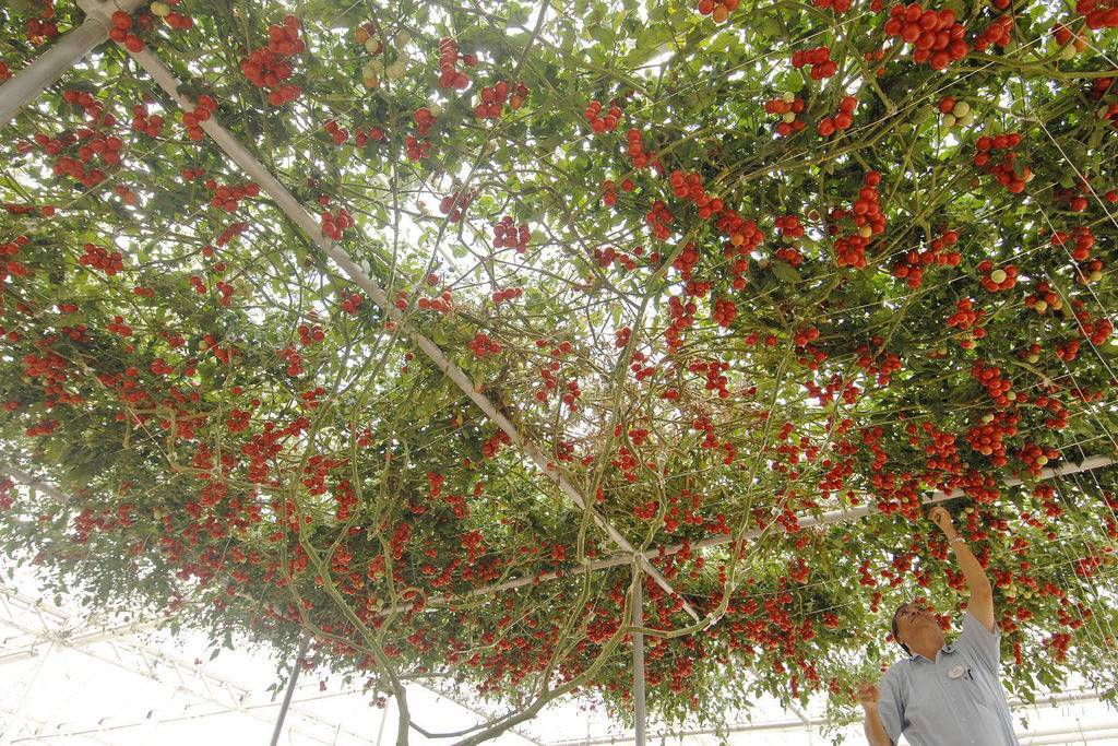 Уход за помидорами в открытом грунте - полив, подкормки, подвязывание, пасынкование