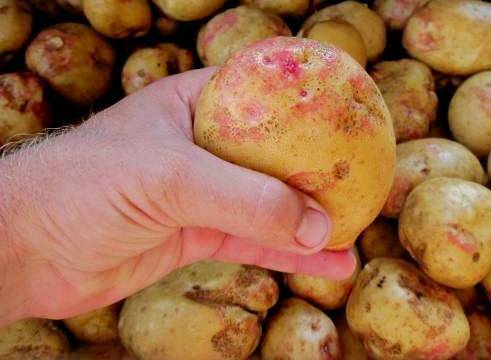 Посадка картофеля от а до я: способы как сажать картошку, схемы, сроки для высокого урожая - почва.нет