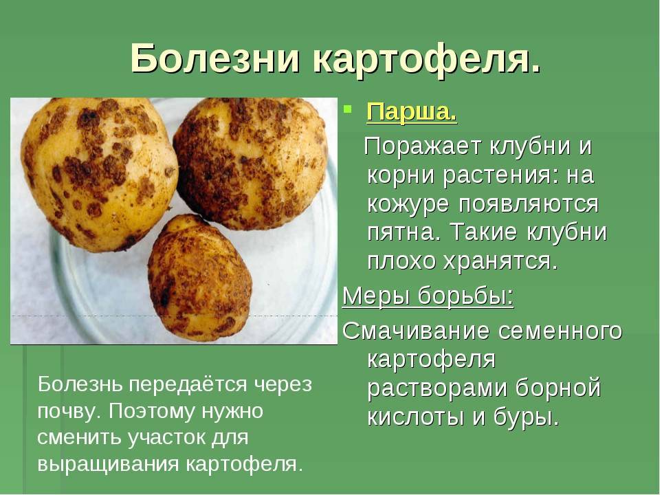 Болезни и вредители картофеля - виды, симптомы, описание с фото, методы борьбы