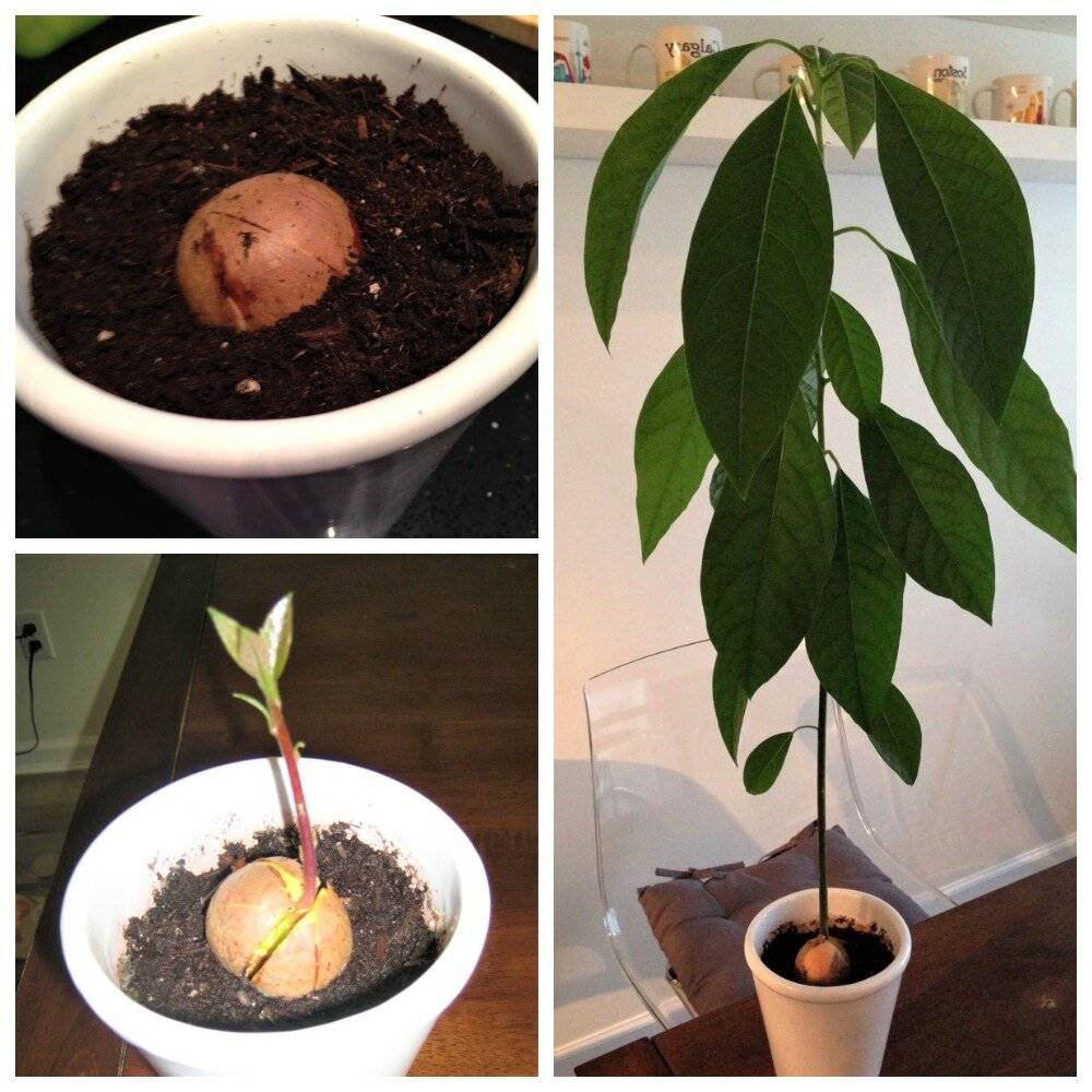 Как в домашних условиях вырастить авокадо из косточки, посадка и уход