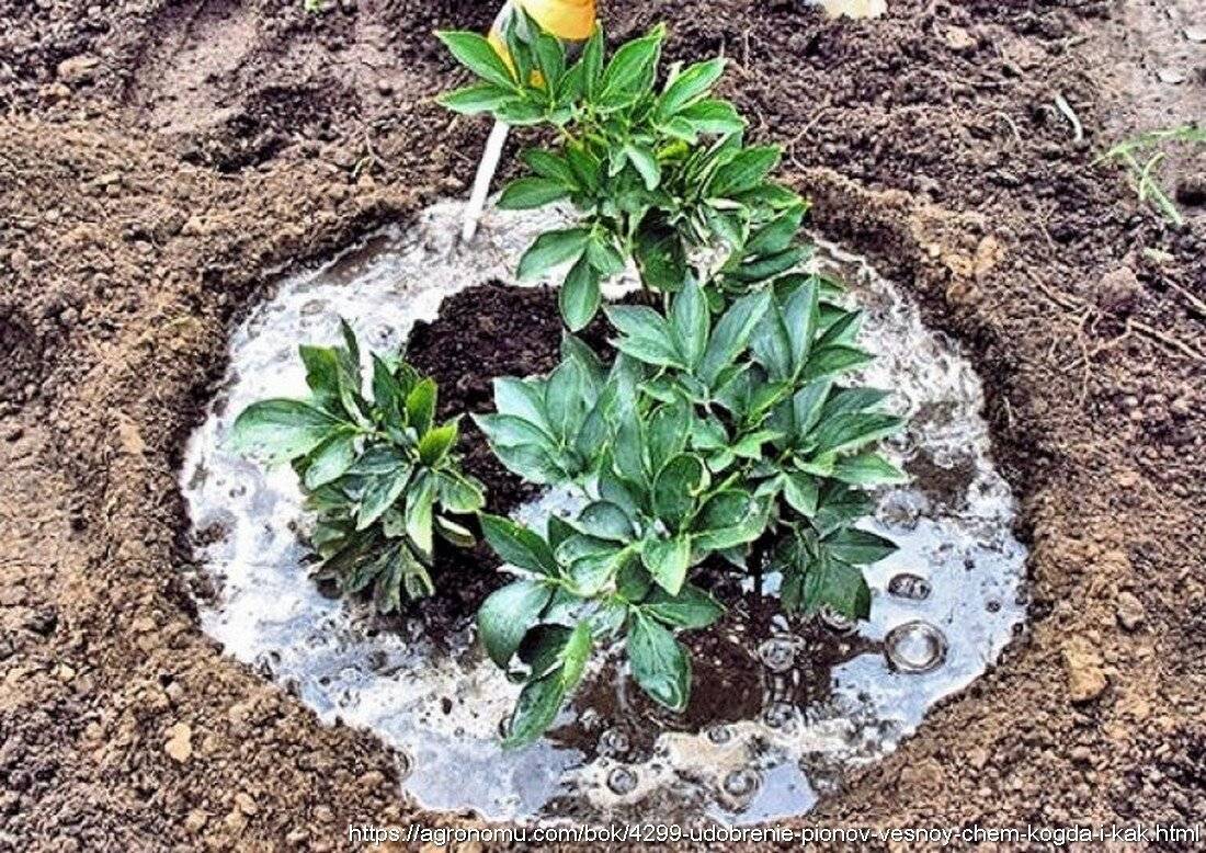 Выращивание пиретрума: инструкция, из семян, из рассады, посадка и уход