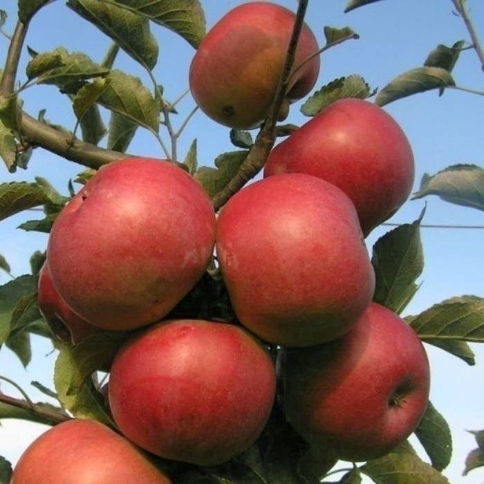 Яблоки айдаред, описание сорта, полезные свойства и выращивание