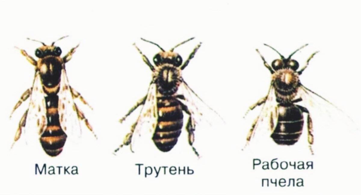В чем заключаются отличия пчел от ос