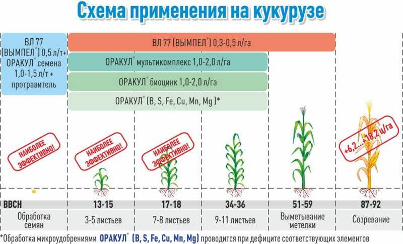 Урожайность кукурузы: от чего зависит, лучшие сорта, как повысить на зерно с 1 га, уход
