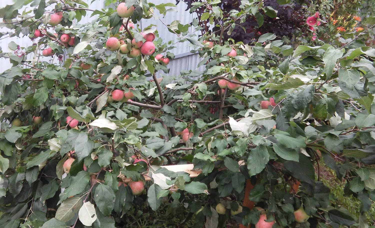 Яблоня: посадка и уход, размножение, обрезка и прививка, выращивание яблонь в сибири, на урале, в подмосковье