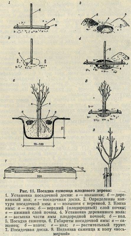 Инструкция по пересадке вишни летом на другое место для начинающих садоводов