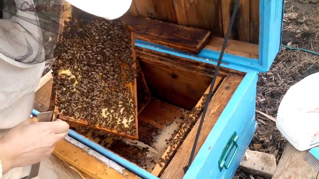 Весенние работы в пчеловодстве и как ухаживать за пчелами весной