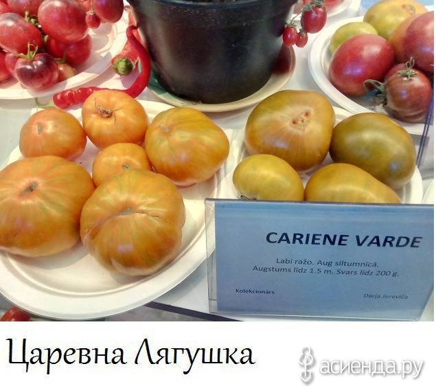 Сорт помидор царевна лягушка фото