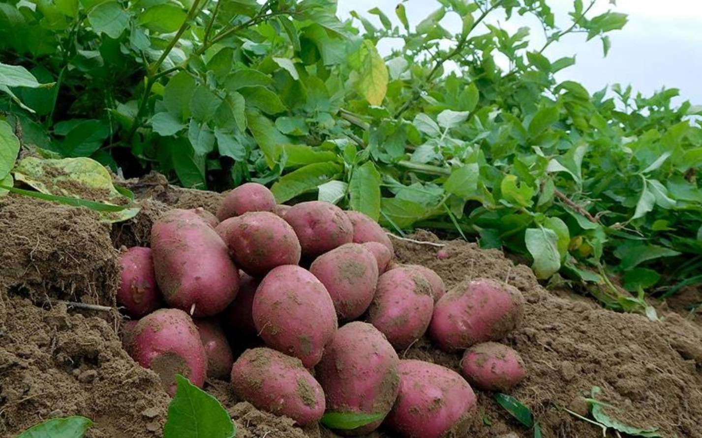 Лучшие сорта картофеля для подмосковья и средней полосы россии: вкусные, урожайные, ранние, средние, поздние с описанием, характеристикой и фото