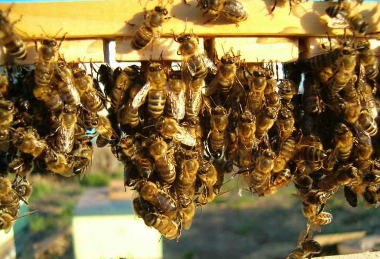 Подготовка, использование главного взятка пчел - пчёлы | описание, советы, отзывы, фото и видео