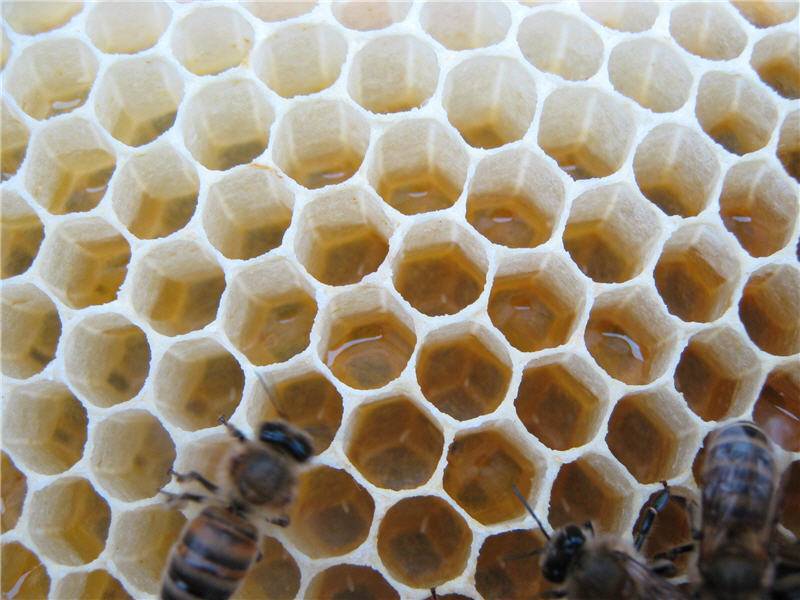 Личинки пчел: стадии развития до взрослой особи