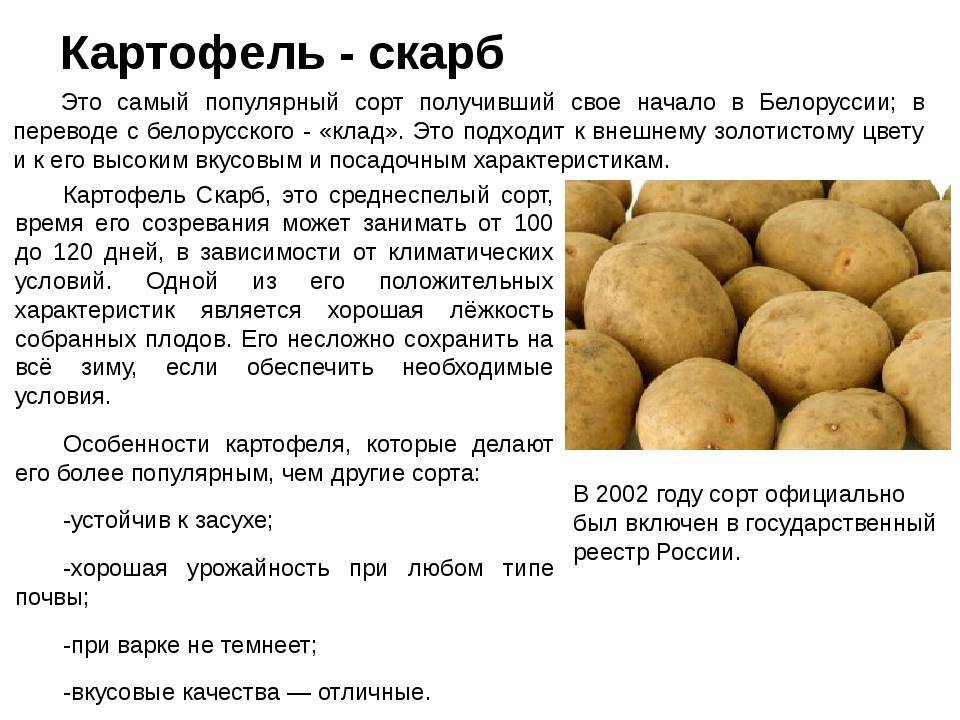 Картофель ласунок характеристика агротехника выращивания - агро эксперт