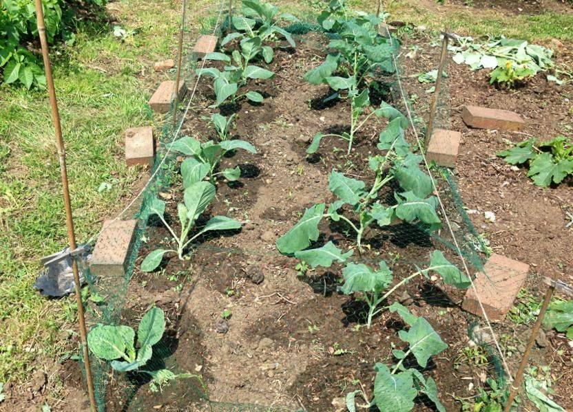 Все о выращивании брокколи: от посева до сбора урожая