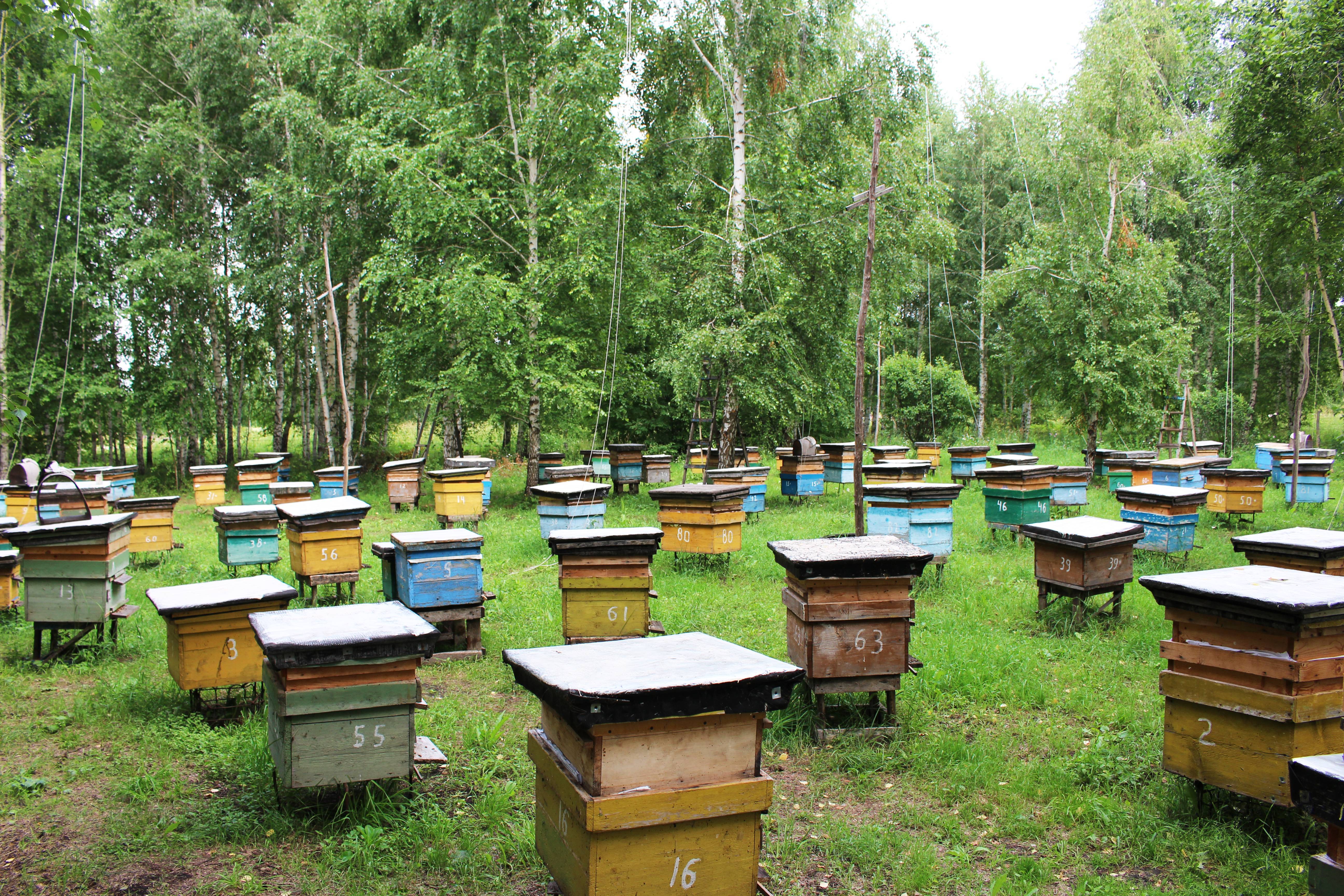 Развитие пчеловодства башкирии