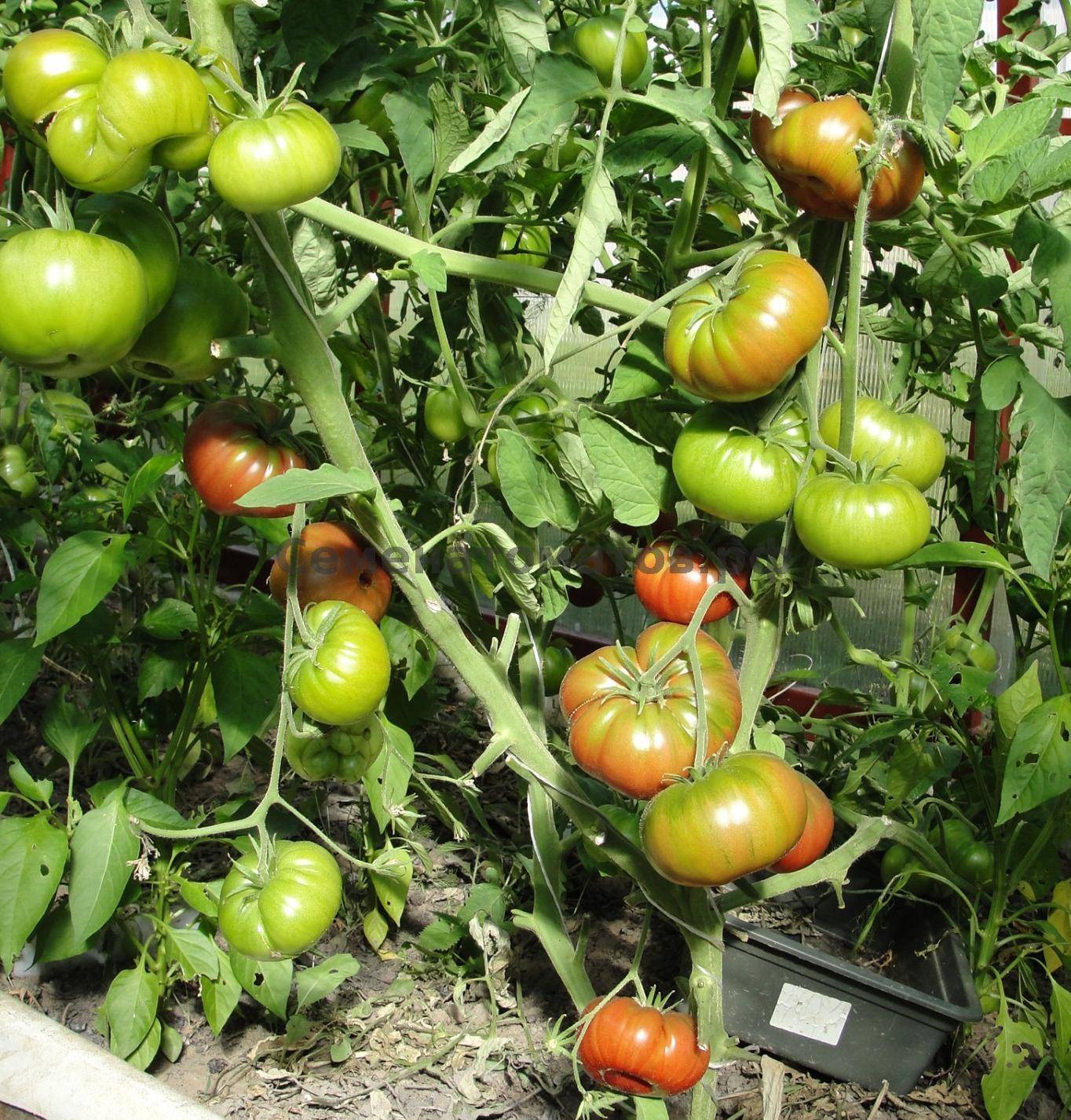 Высокоурожайные сорта томатов: описание, выращивание, уход, фото