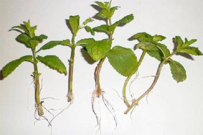 Мята на подоконнике - особенности выращивания и ухода за растением