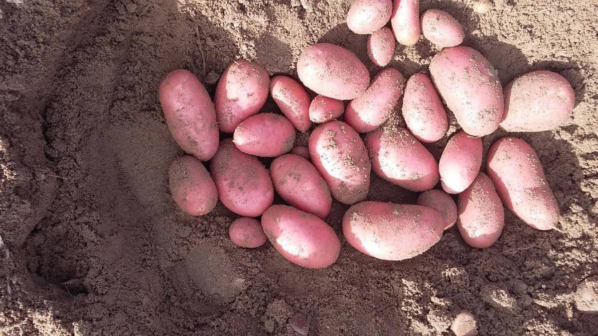 Описание картофеля беллароза — плюсы и минусы, агротехника, реальные отзывы