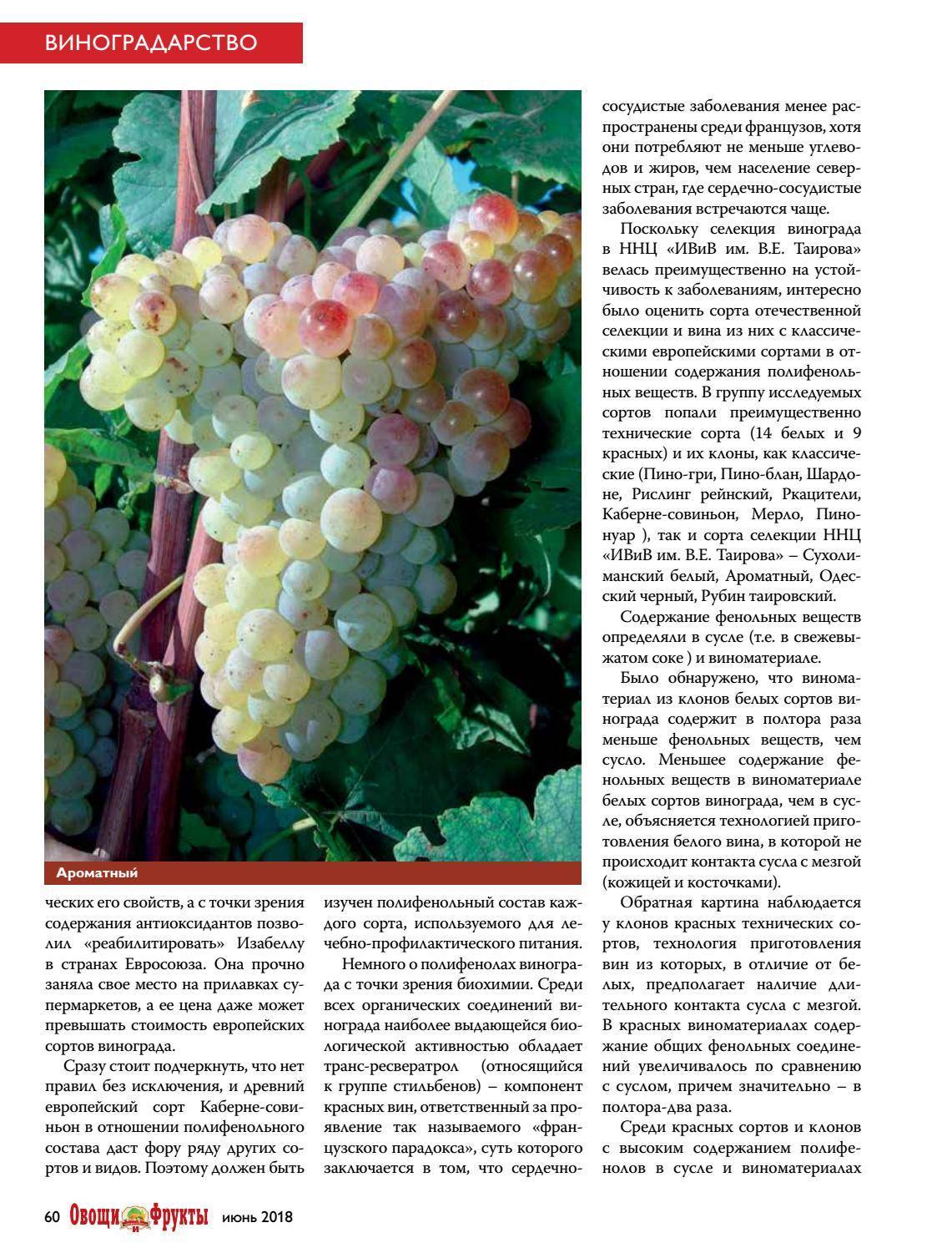 Лучшие винные (технические) сорта винограда: описания, характеристики и фото