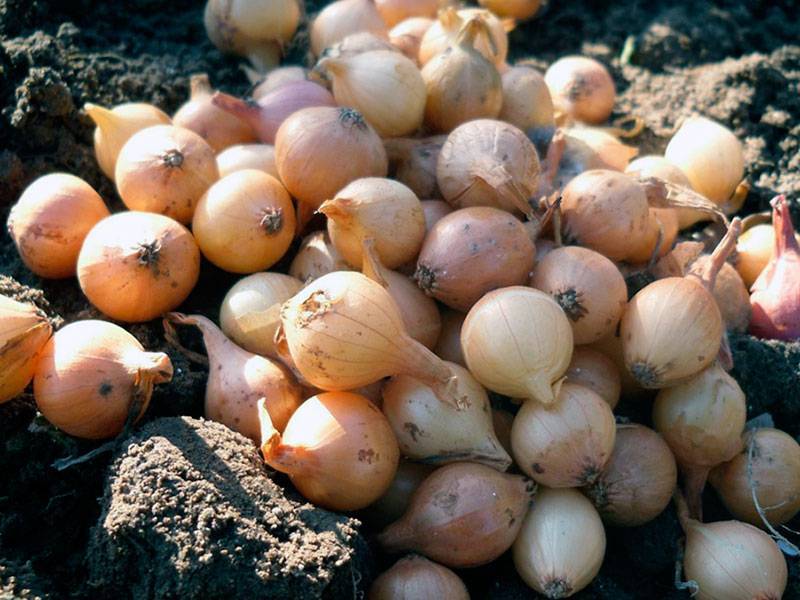 Как сажать лук: особенности посадки и выращивания лука-севка в открытом грунте