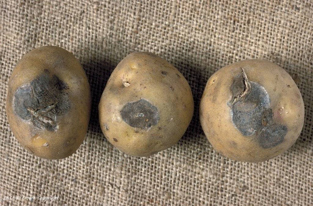 Гниль картофеля: причины, описание и лечение, что делать и как бороться, можно ли есть поражённый картофель, фото