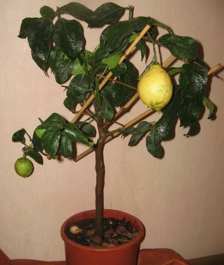 Павловский лимон: описание сорта, уход и выращивание в домашних условиях, как укоренить