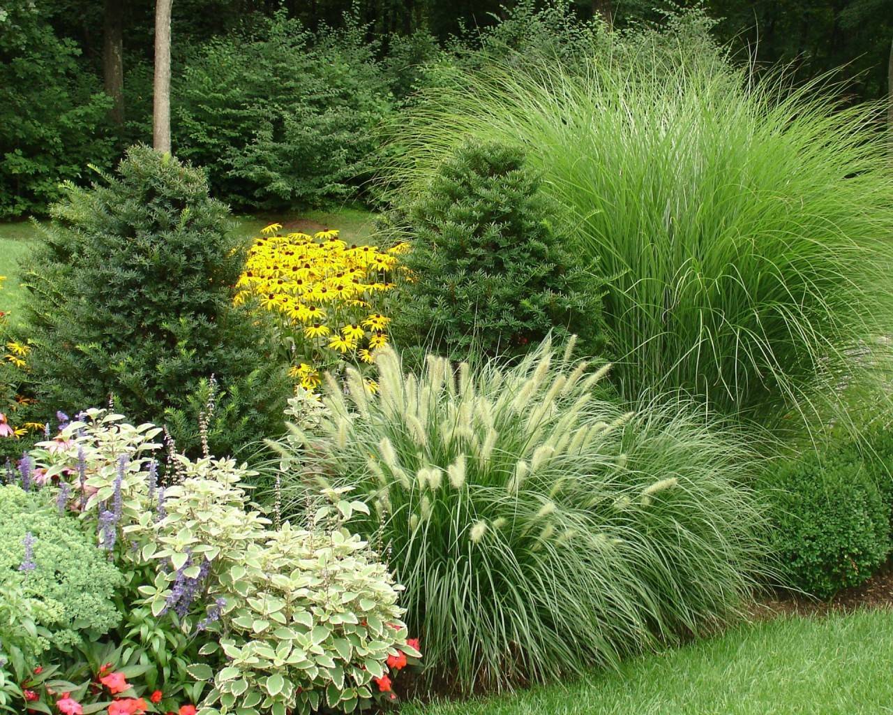 Декоративные травы для сада - лучшие виды с описанием
