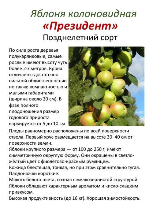 Колоновидная яблоня медок: описание, фото, отзывы
