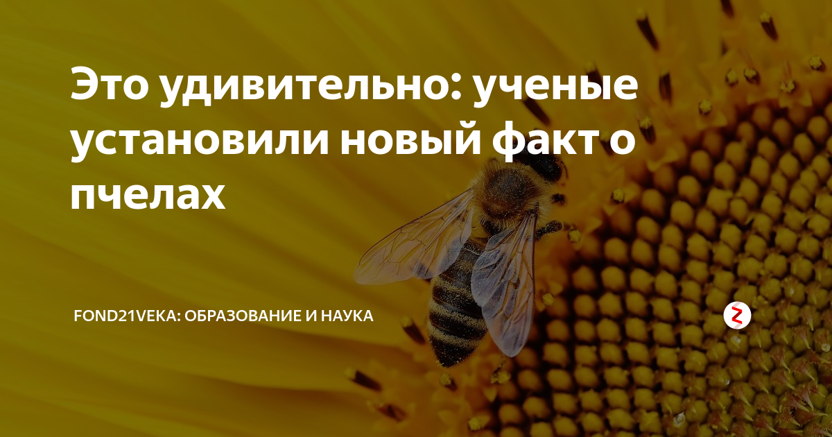 Интересные факты о пчелах :: инфониак