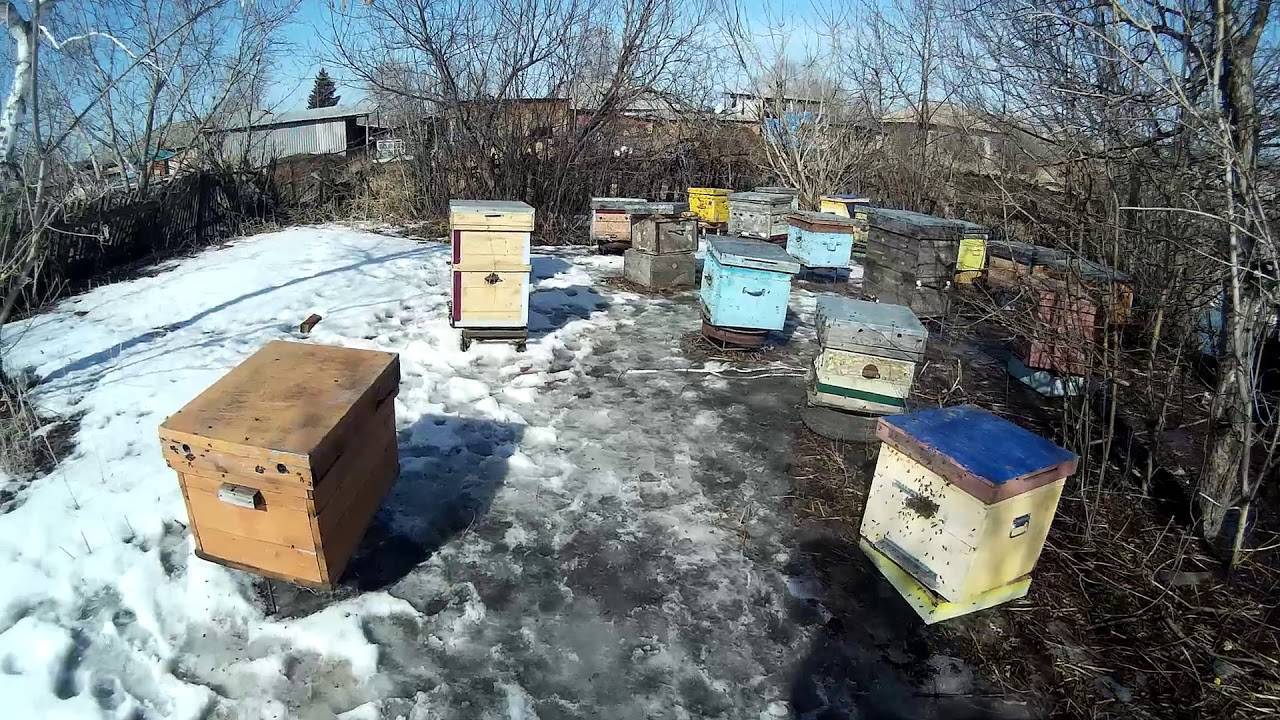 Зимовка пчёл в теплице из поликарбоната: как организовать содержание, особенности ухода, видео