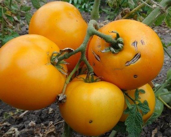 Описание сорта томата мармелад желтый, его характеристика и урожайность – дачные дела