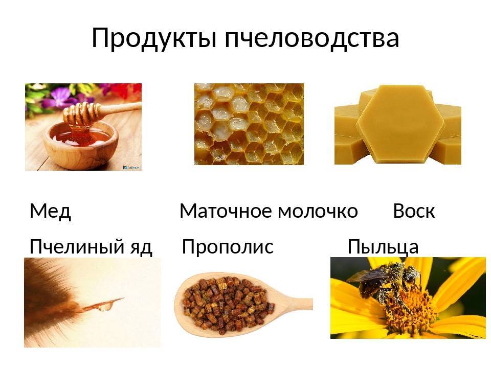 Апитерапия медом с маточным молочком и ее полезные свойства