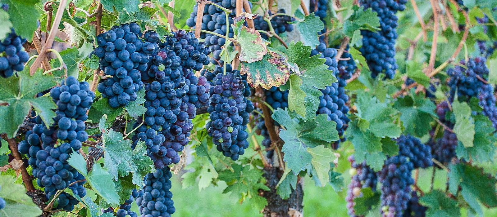 Виноград аркадия: правила выращивания, обзор сорта, преимущества и характеристики аркадии (105 фото)
