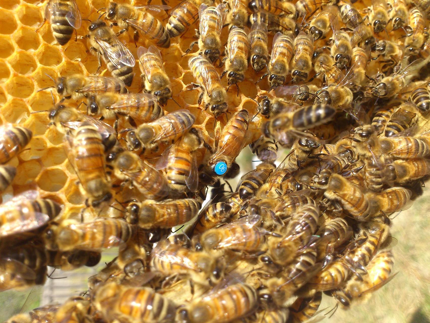 Пчелы породы бакфаст: характеристика и описание, отзывы пчеловодов | пчеловодство для начинающих
