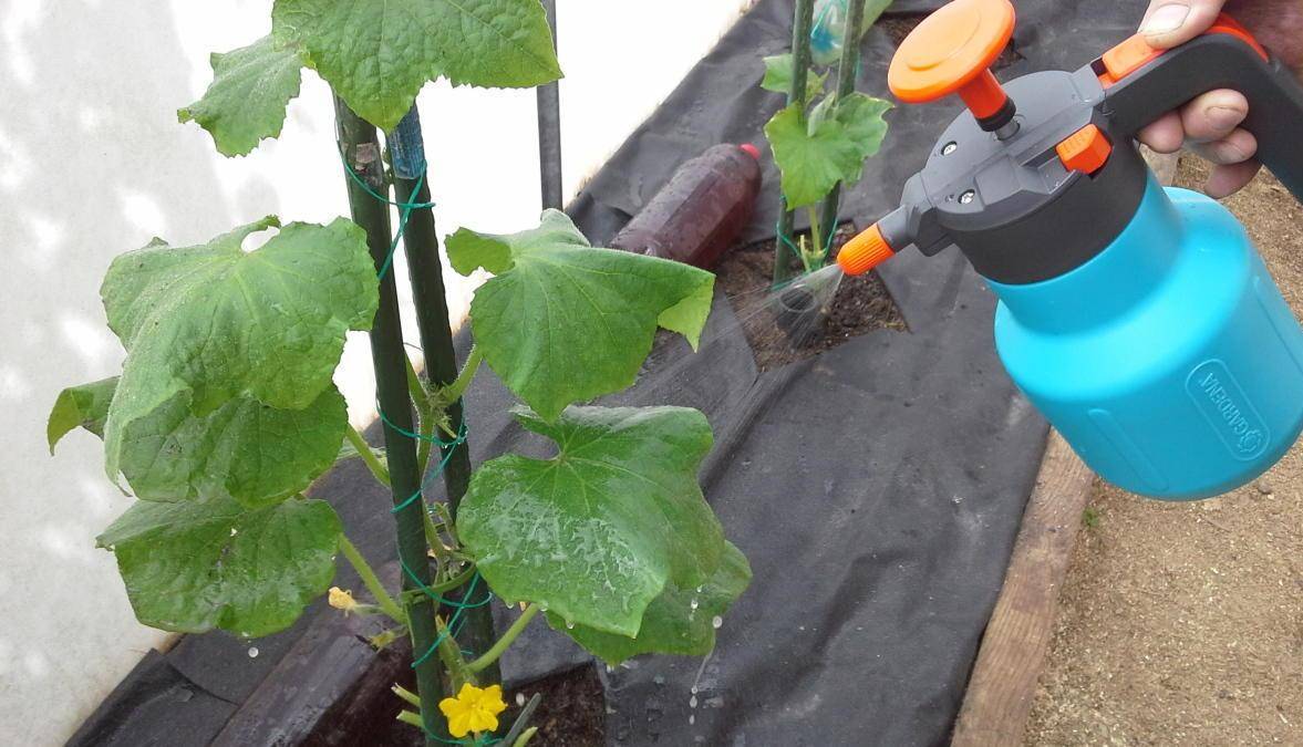 Борная кислота в саду и огороде – инструкция по применению