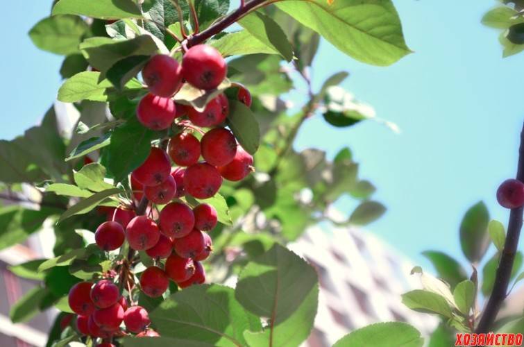 Плоды райские яблочки. разновидности и характеристика сортов