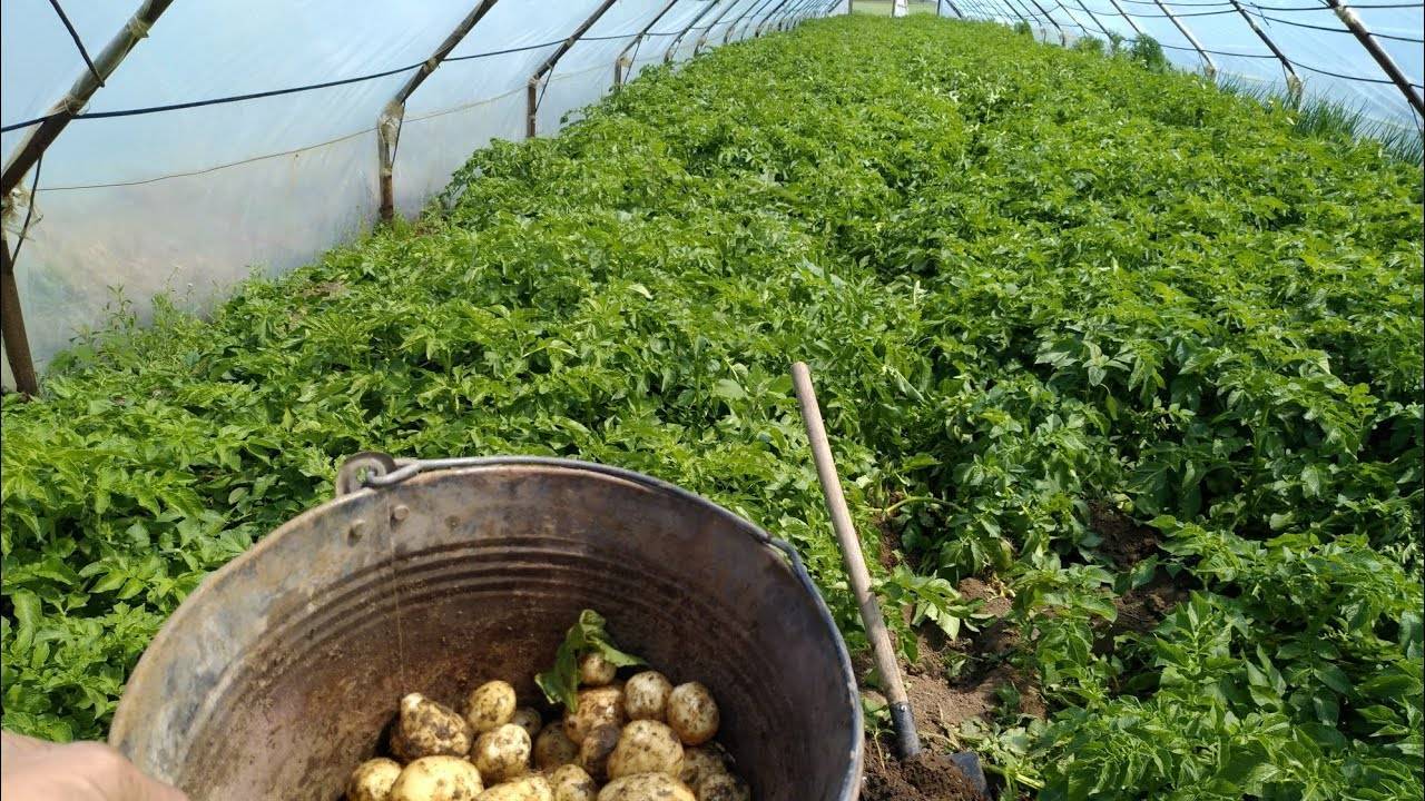 Как вырастить картошку: технология выращивания и агротехника ухода в открытом грунте, фазы развития, как правильно возделывать и ухаживать на даче, как растет