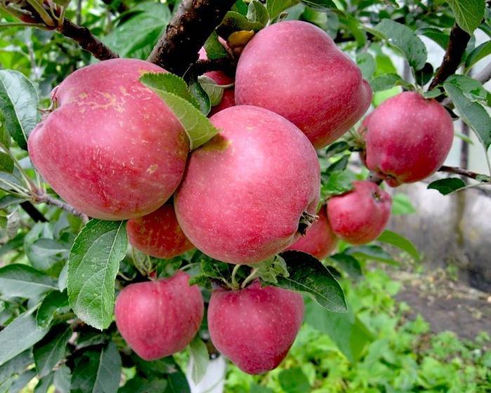 О яблоне строевское: описание сорта, характеристики, агротехника, выращивание