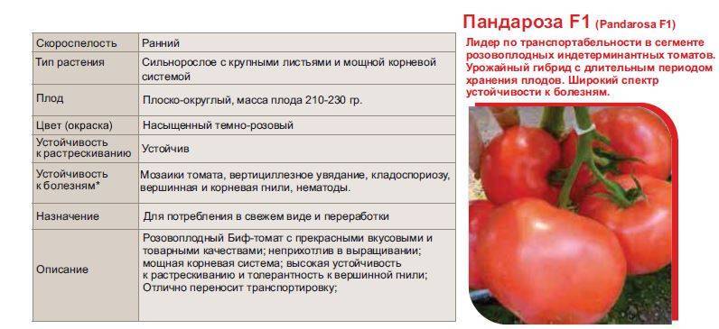 Описание томата Пандароза и агротехника культирования гибрида